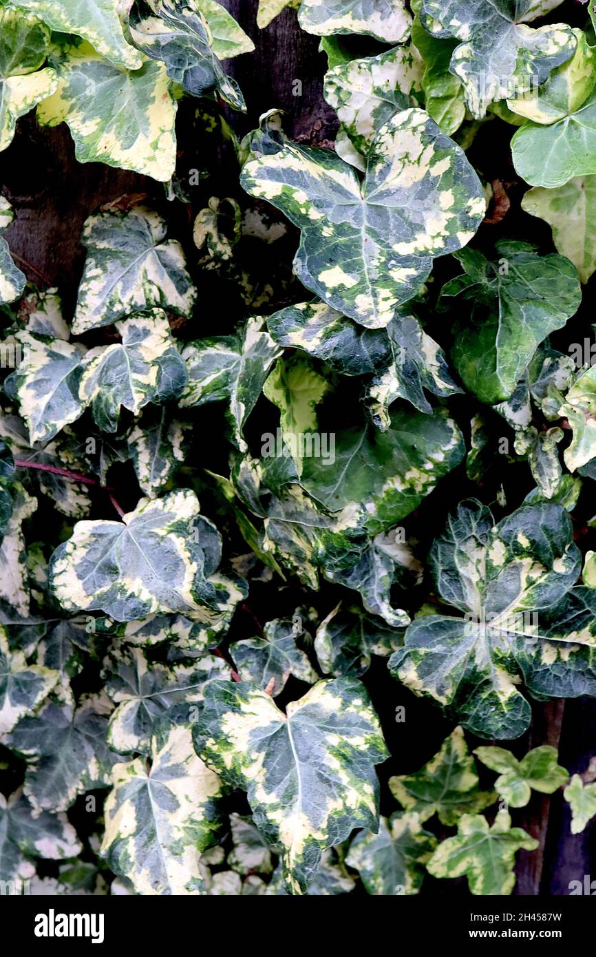 Hedera helix ‘Schafer Three’ English ivy Scafter Three – medium-sized three-lobed leaves with cream blotches, mid green and blue green splashes,  UK Stock Photo