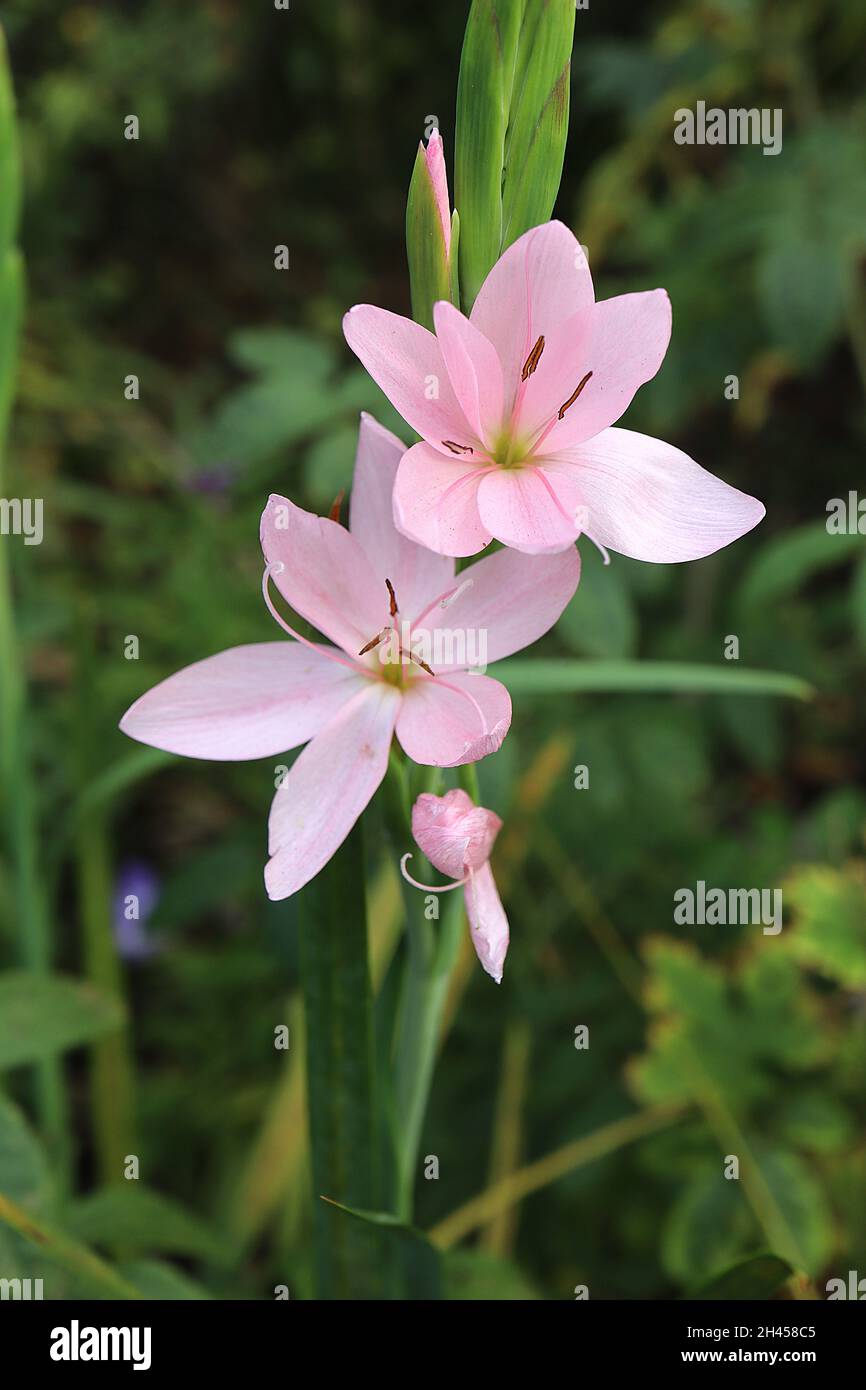 Hesperantha / Schizostylis coccinea ‘Jennifer’ crimson flag lily Jennifer – pale pink flowers and narrow sword-shaped leaves,  October, England, UK Stock Photo