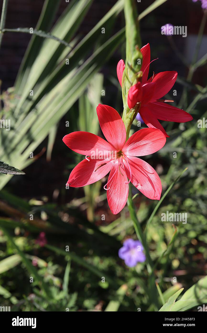 Hesperantha / Schizostylis coccinea ‘Salome’ crimson flag lily Salome – coral salmon pink flowers and narrow sword-shaped leaves,  October, England,UK Stock Photo