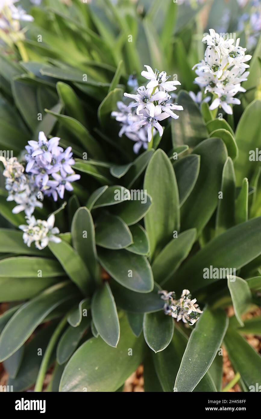 Hyacinthoides lingulata Scilla lingulata var cilioata – dwarf squill with white star-shaped flowers with green ovary, grey green tongue-shaped leaves, Stock Photo