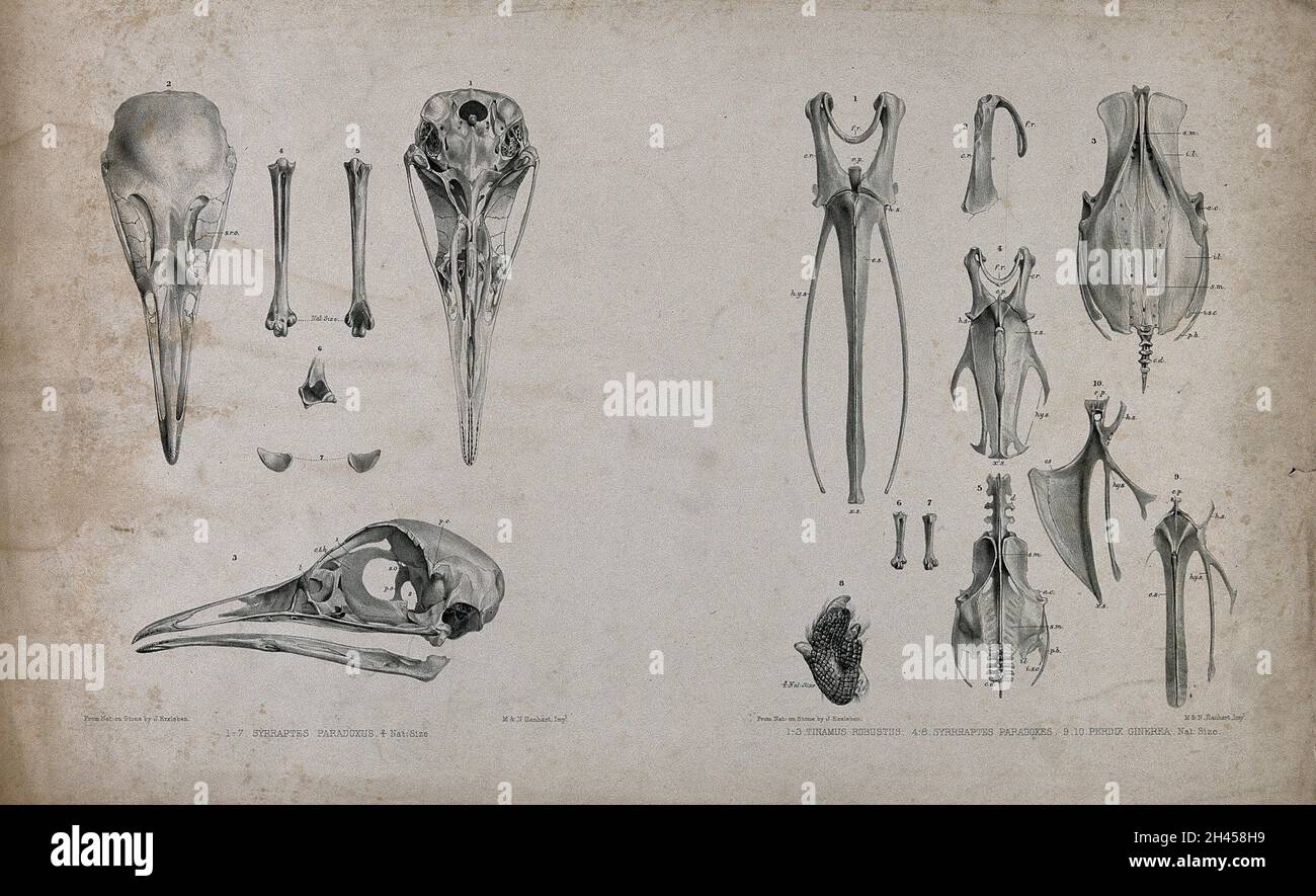 Bones of three species of bird: tinamus, sand grouse and partridge (?). Lithograph by J. Erxleben, 1840/1860? Stock Photo