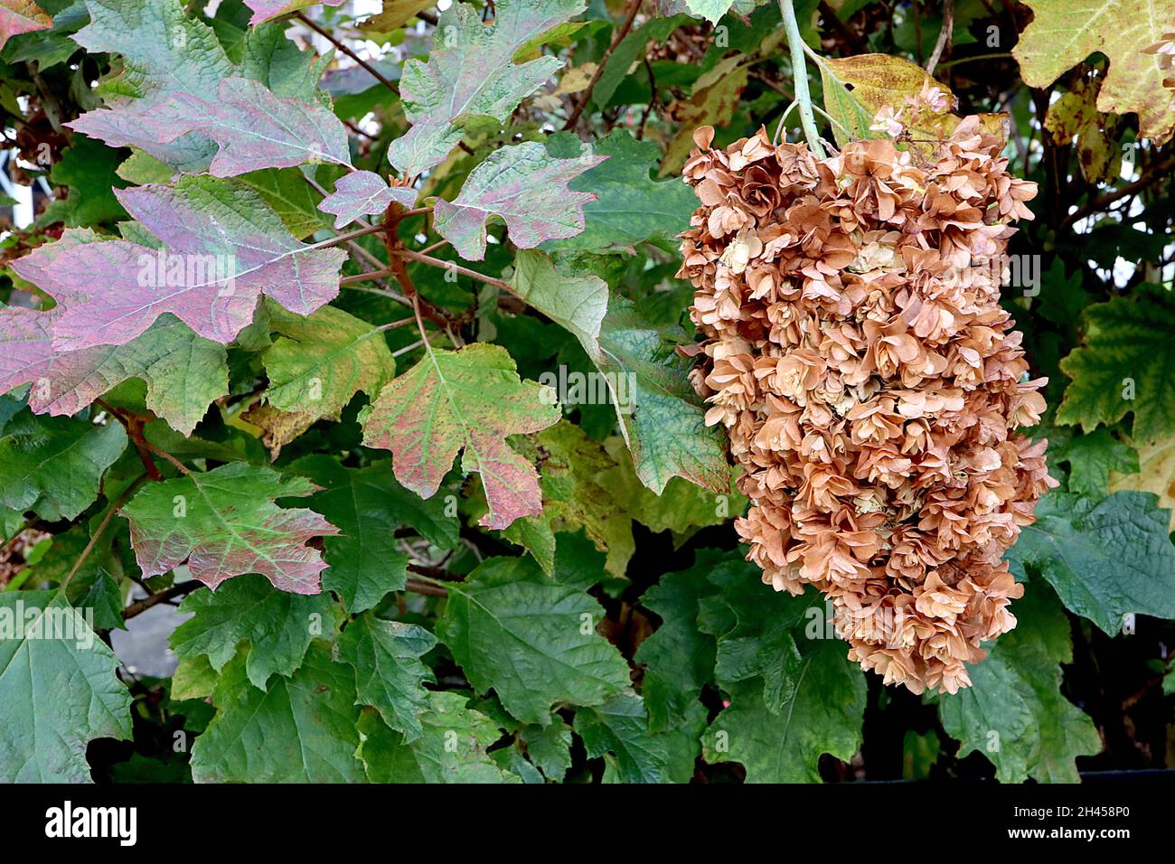 Hydrangea quercifolia ‘Snowflake’ oak-leaved hydrangea Snowflake - pendulous panicle of double white flowers and oakleaf-shaped leaves,  October, UK Stock Photo
