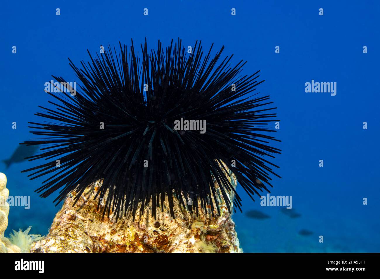 Banded sea urchins, Echinothrix calamaris, have two sets of spines. The large outer spines are easily broken while the fine inner set are venomous, Ha Stock Photo