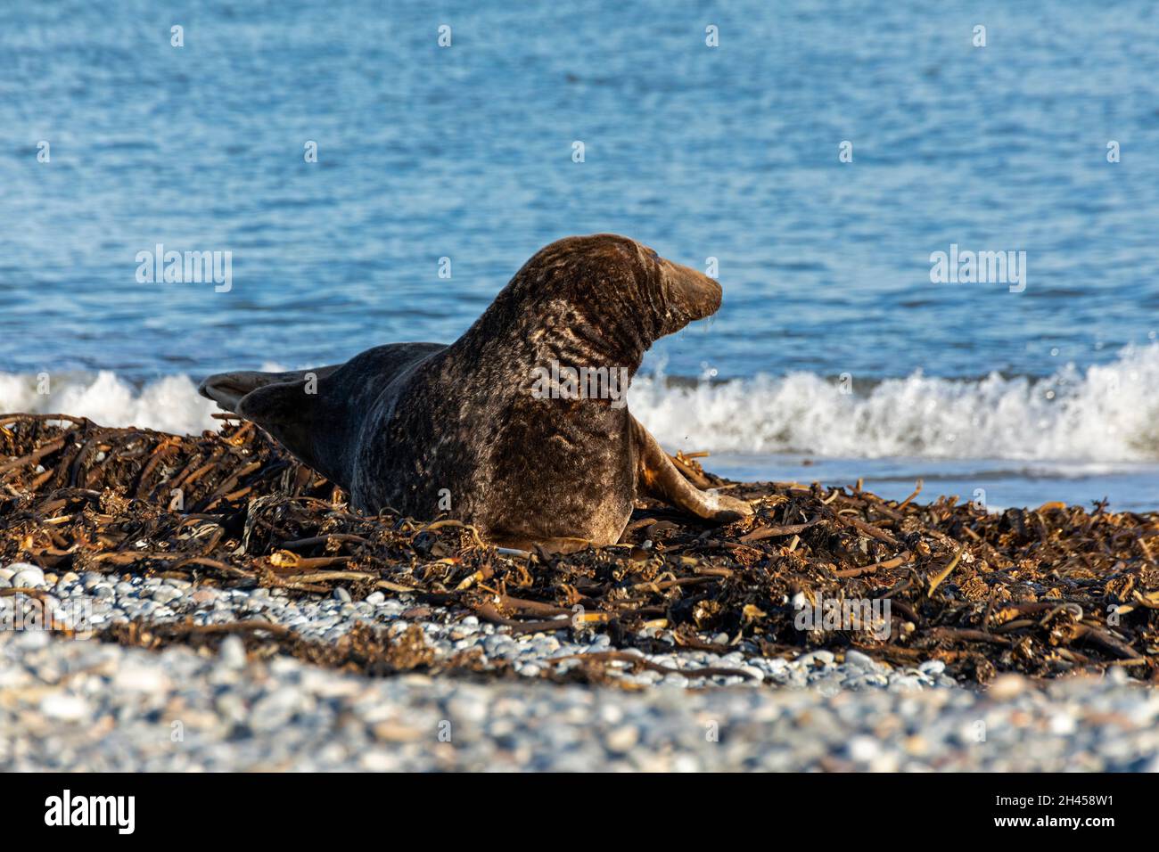 Grey seal (Halichoerus grypus), Düne, Heligoland Island, Schleswig-Holstein, Germany Stock Photo
