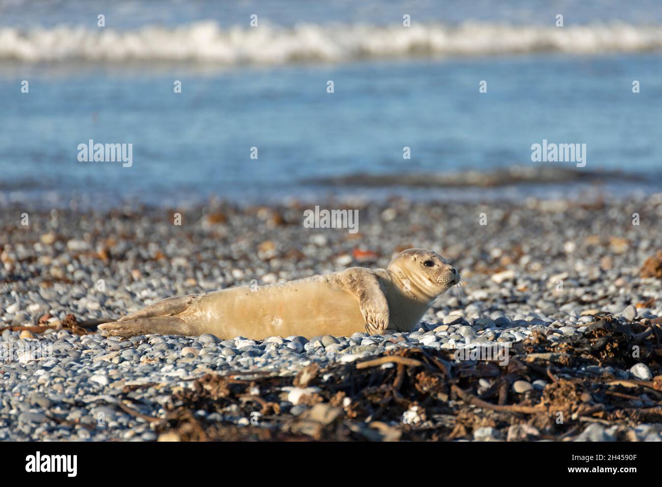Grey seal pup (Halichoerus grypus), Düne, Heligoland Island, Schleswig-Holstein, Germany Stock Photo