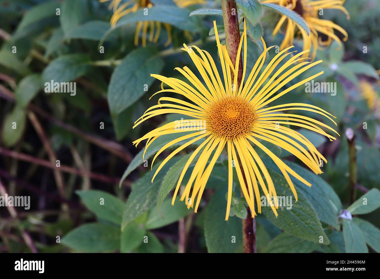 Inula magnifica ‘Hookeri’  Hooker inula – large daisy-like yellow flowers with very slender petals, large lance-shaped mid green leaves,  October, UK Stock Photo