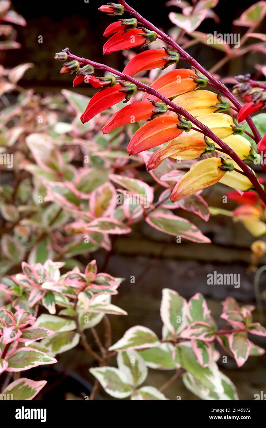 Ipomoea lobata firecracker vine – arching racemes of tubular red flowers fading to yellow and white, mid green three-lobed leaves,  October, England, Stock Photo