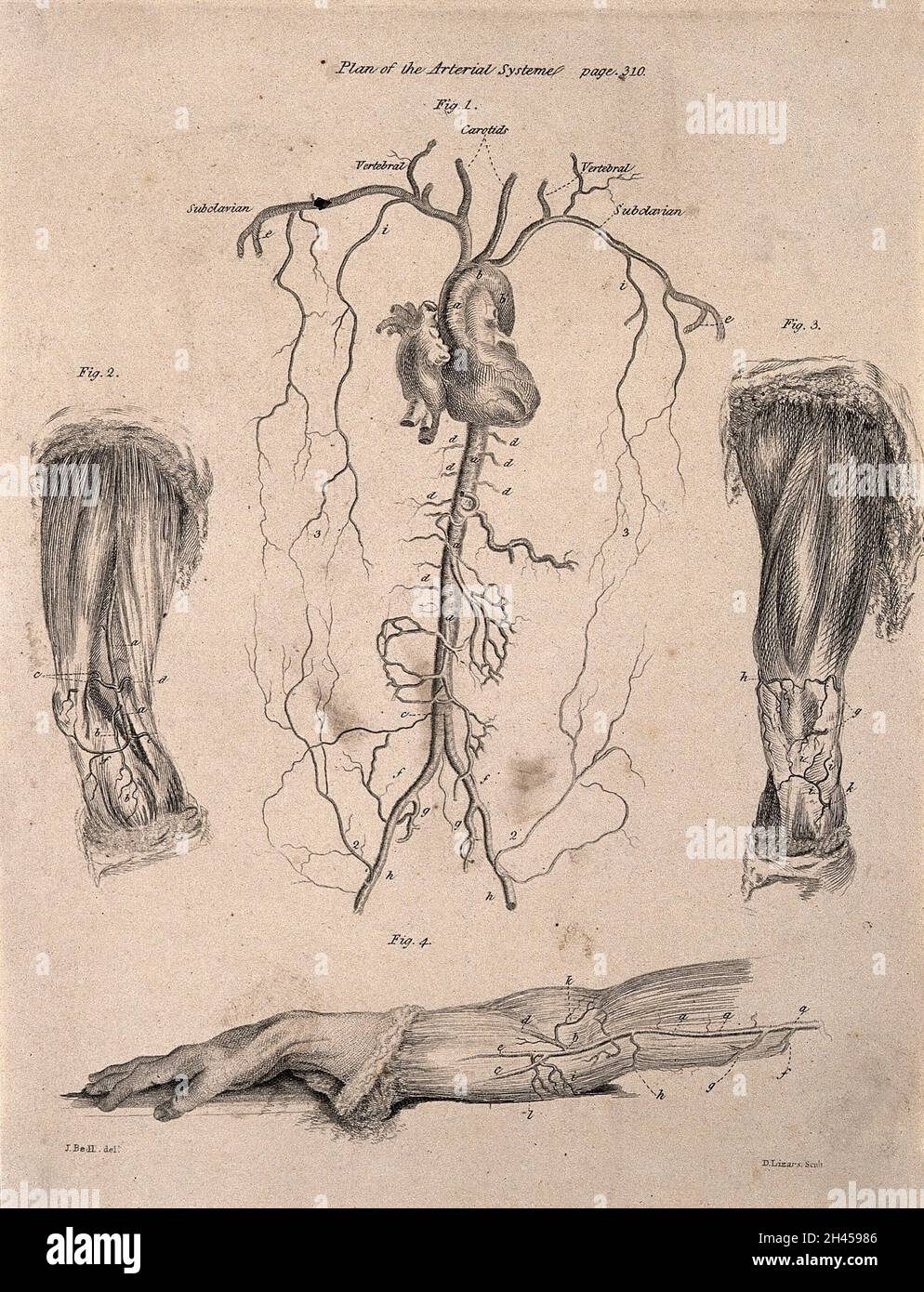 A human heart with surrounding arteries; two dissected legs and a dissected arm, lettered for key. Etching by D. Lizars after J. Bell, c. 1810 (?). Stock Photo