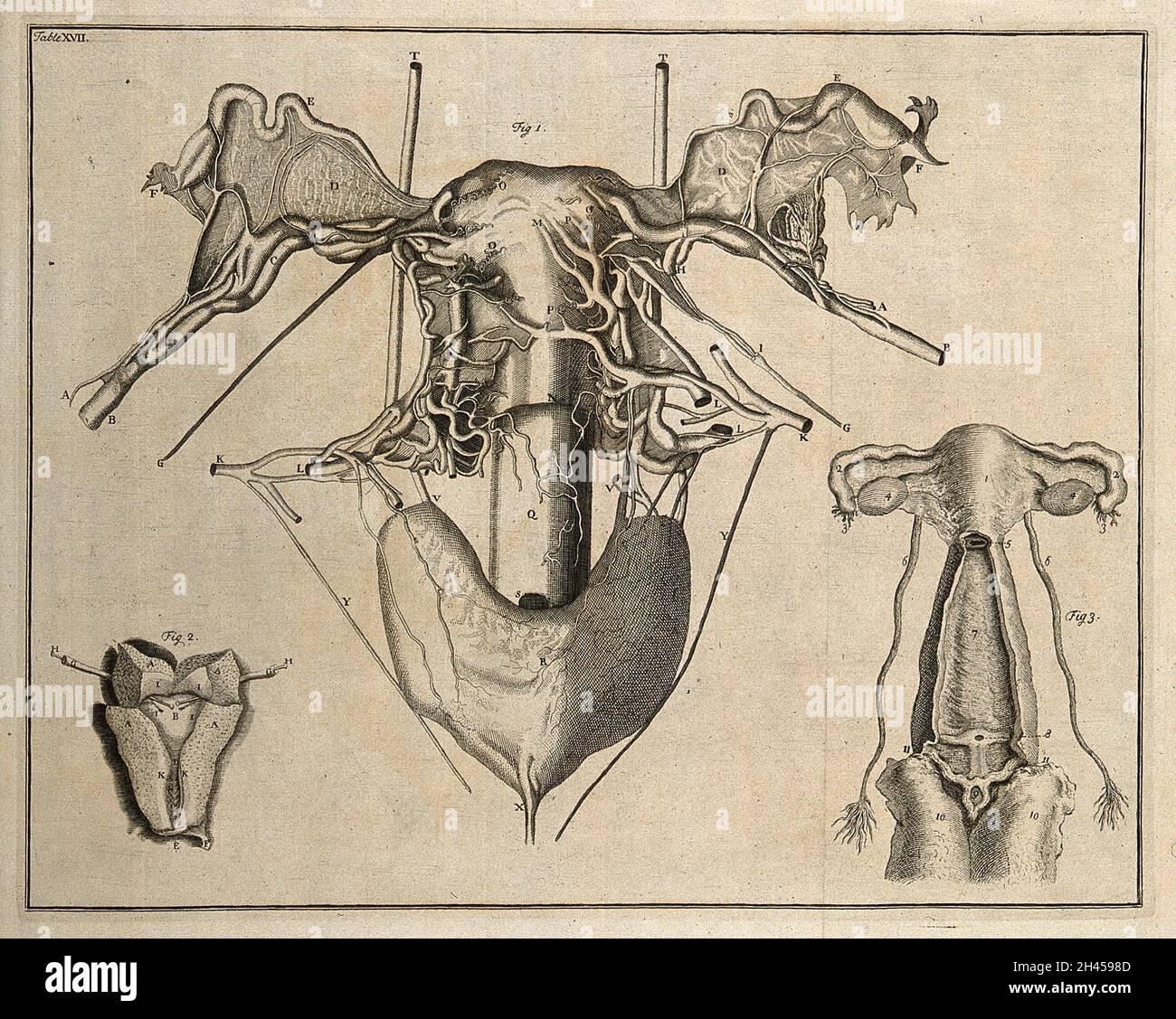 The uterus after Swammerdam De Graaf and Cheselden Etching 1743