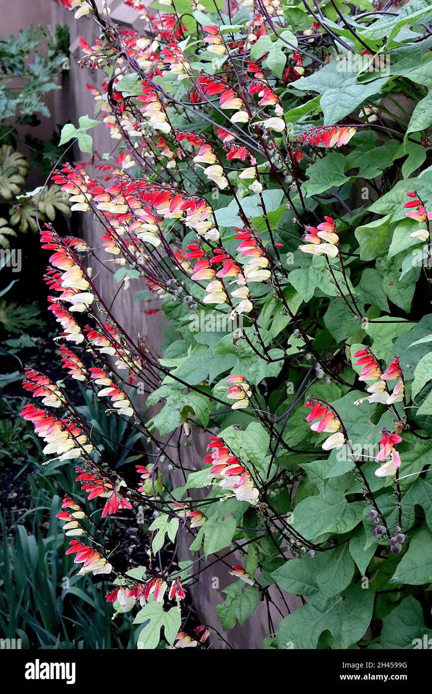 Ipomoea lobata firecracker vine – arching racemes of tubular red flowers fading to yellow and white, mid green three-lobed leaves,  October, England, Stock Photo