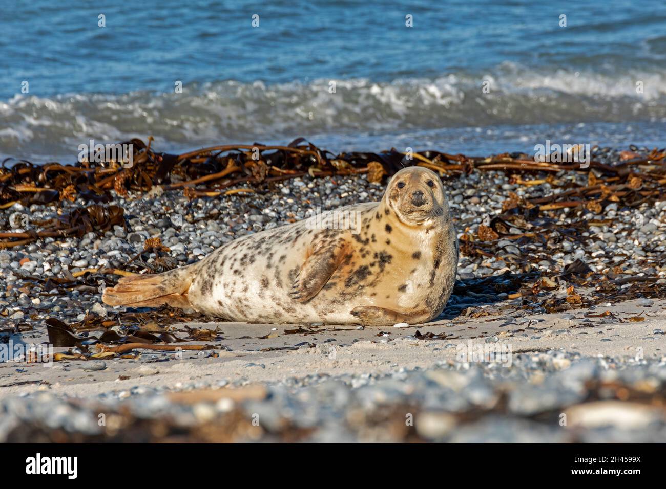 gray seal (Halichoerus grypus), Düne, Heligoland Island, Schleswig-Holstein, Germany Stock Photo