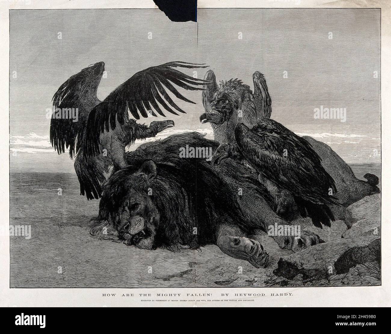 A dead lion being set-upon by three vultures. Wood engraving by J ...