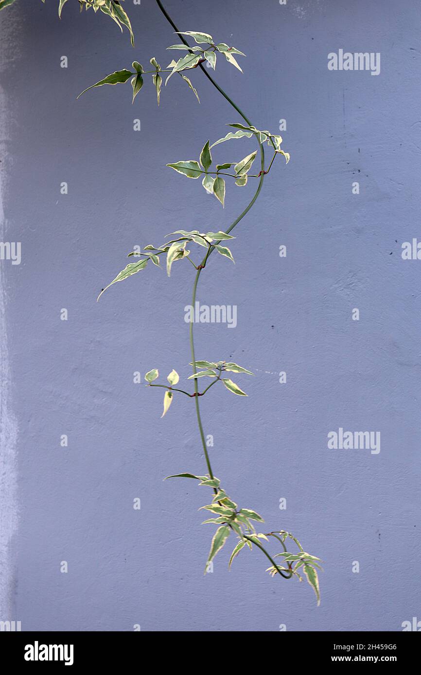 Jasminum officinalis ‘Variegatum’ Jasmine Argenteovariegatum – grey green pointed leaves with irregular cream margins,  October, England, UK Stock Photo