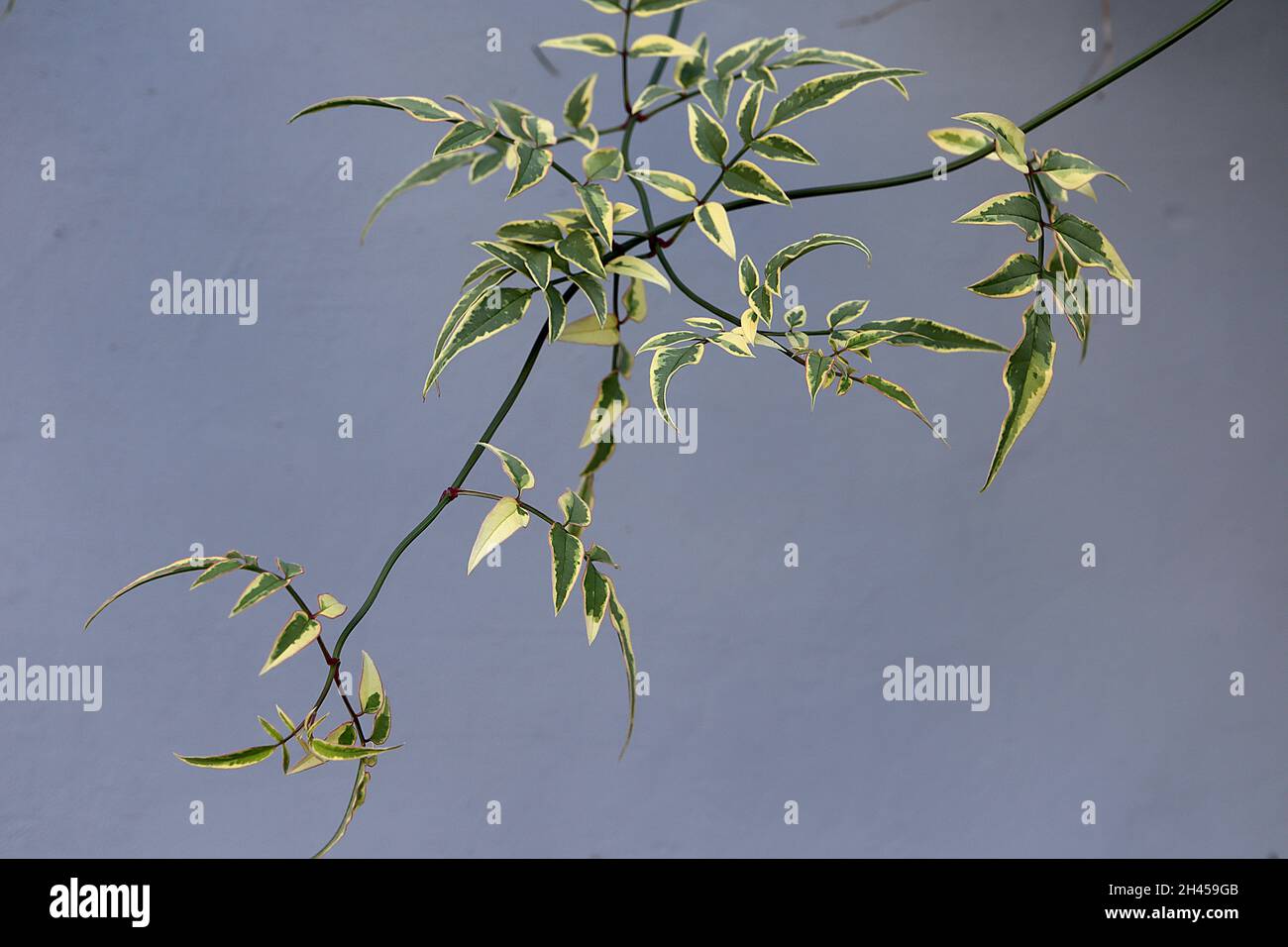 Jasminum officinalis ‘Variegatum’ Jasmine Argenteovariegatum – grey green pointed leaves with irregular cream margins,  October, England, UK Stock Photo