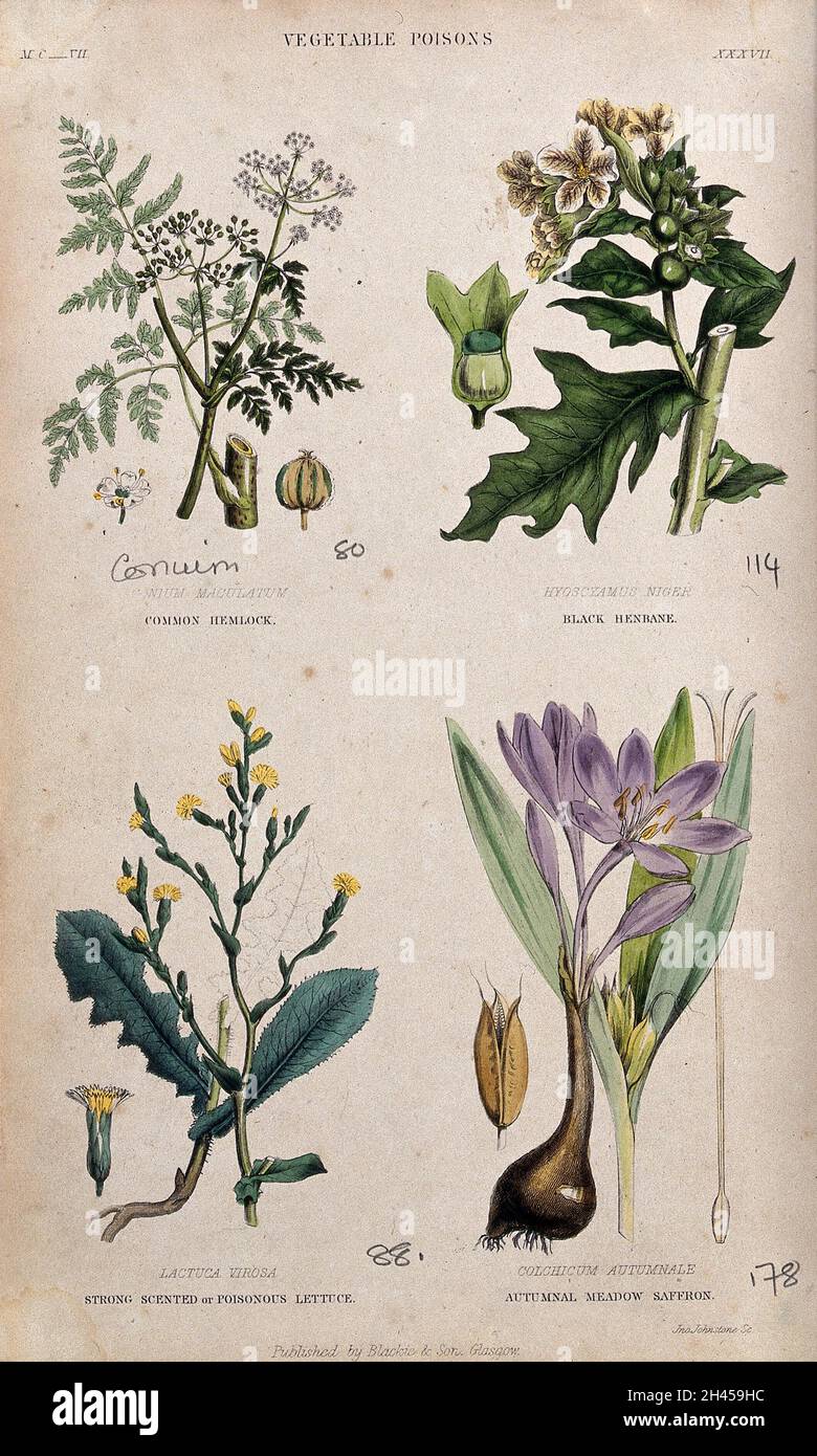 Four poisonous plants: hemlock (Conium maculatum), henbane (Hyoscyamus niger), opium lettuce (Lactuca virosa) and autumn crocus (Colchicum autumnale). Coloured engraving by J. Johnstone. Stock Photo