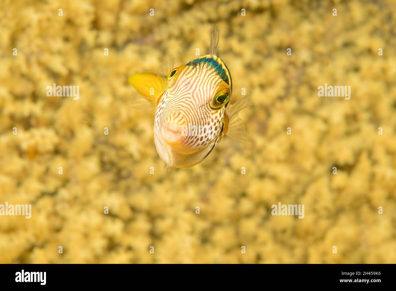 A crowned pufferfish, Canthigaster axiologa, in front of a yellow gorgonian fan of coral, Philippines. Stock Photo