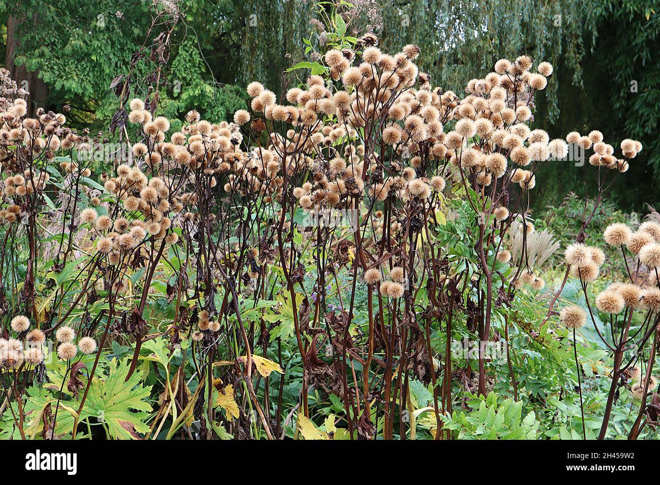 Ligularia dentata ‘Desdemona’ summer ragwort Desdemona – silky spherical buff seed heads on tall brown stems,  October, England, UK Stock Photo