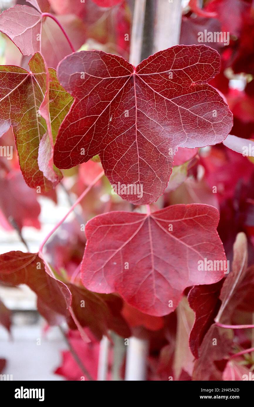 Liquidambar styraciflua rotundiloba hires stock photography and images