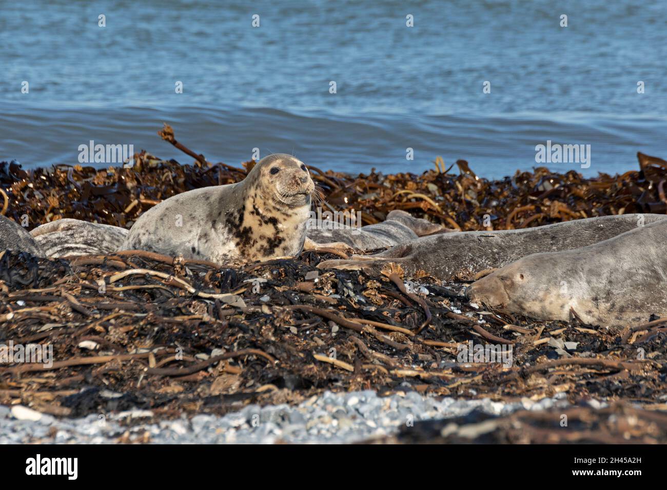 gray seals (Halichoerus grypus), Düne, Heligoland Island, Schleswig-Holstein, Germany Stock Photo
