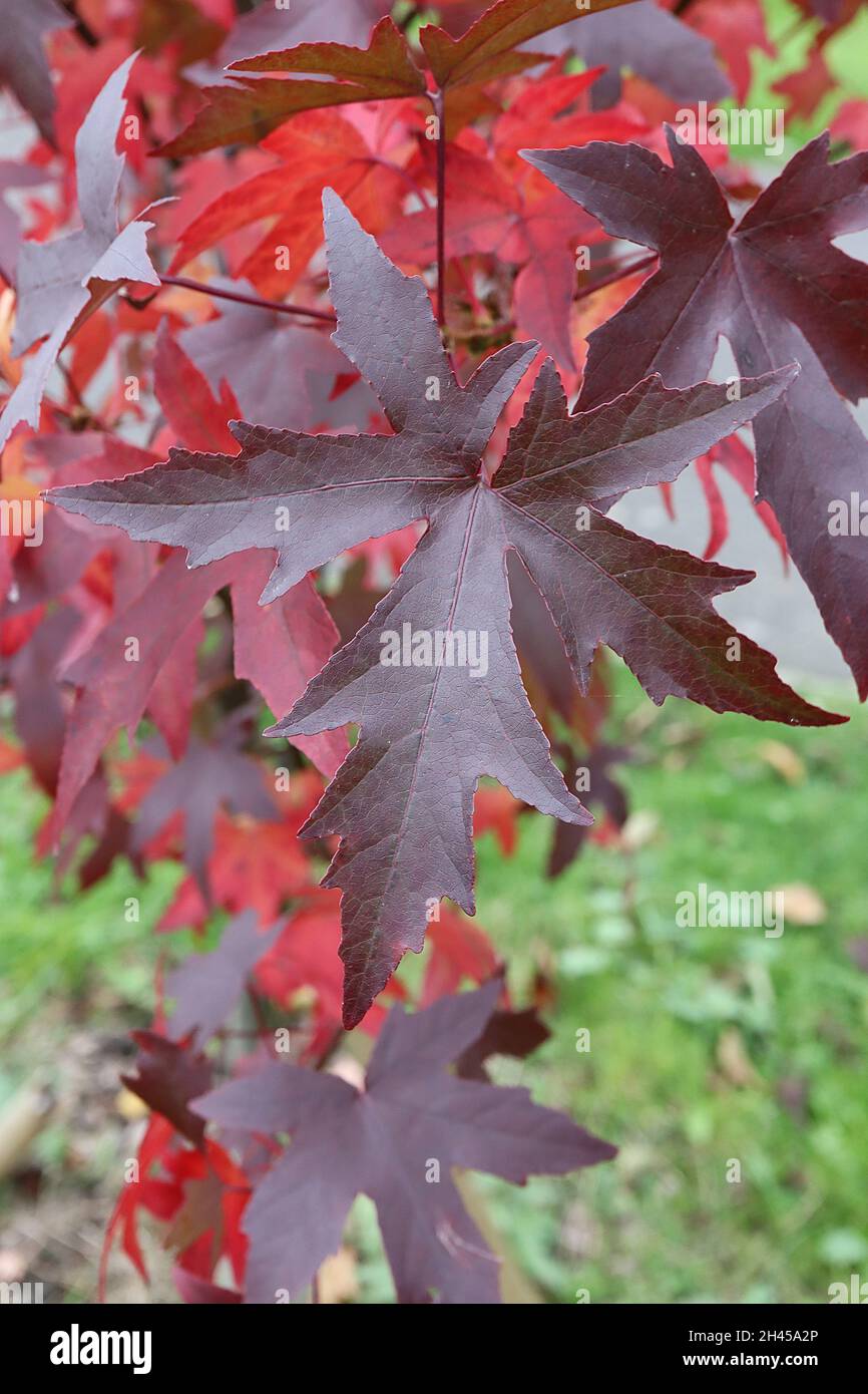 Liquidambar styraciflua ‘Worplesdon’ sweet gum Worplesdon – lobed lobes of red, dark bronze green and purple leaves,  October, England, UK Stock Photo