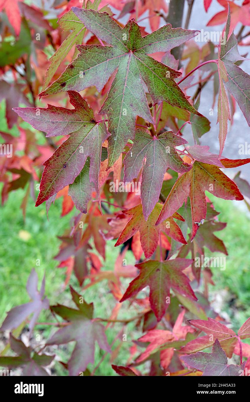 Liquidambar styraciflua ‘Worplesdon’ sweet gum Worplesdon – lobed lobes of red, dark bronze green and purple leaves,  October, England, UK Stock Photo