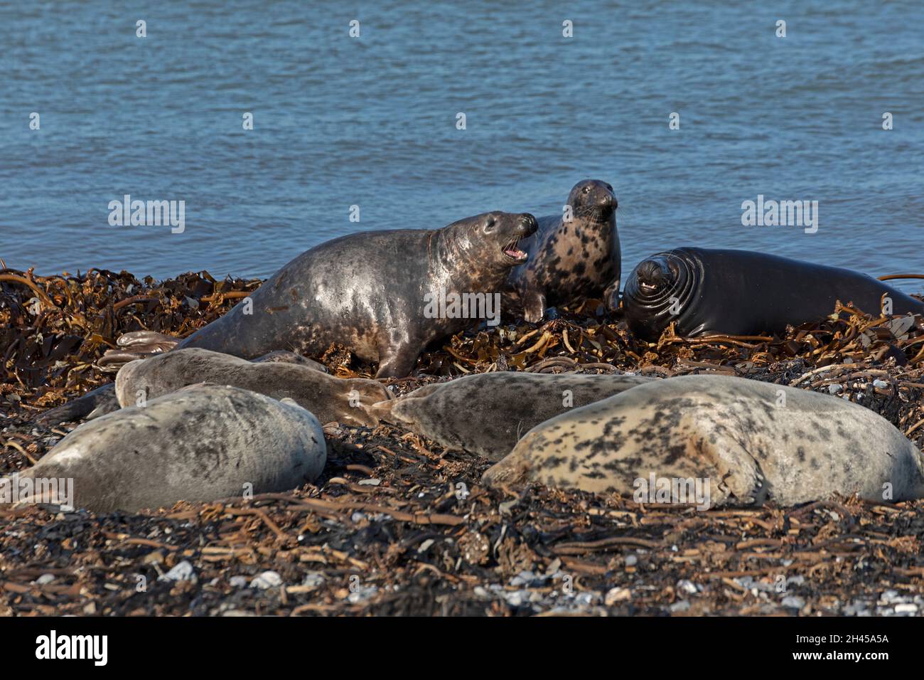 gray seals (Halichoerus grypus), Düne, Heligoland Island, Schleswig-Holstein, Germany Stock Photo