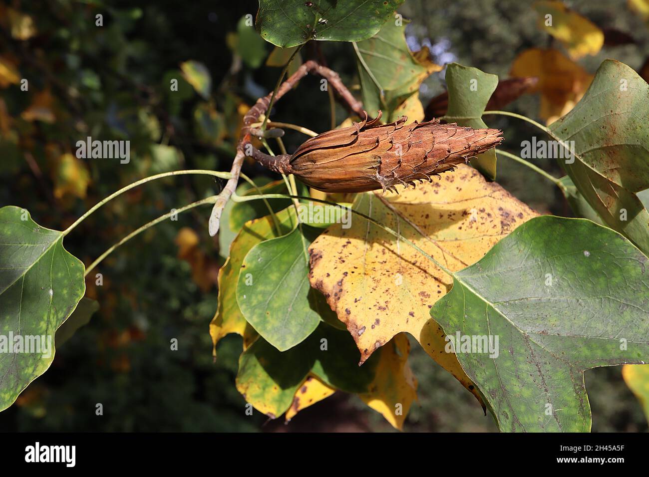 Liriodendron tulipifera  tulip tree – rocket-shaped light brown seed cone and 2D tulip-shaped yellow, brown and fresh green leaves on pendulous branch Stock Photo