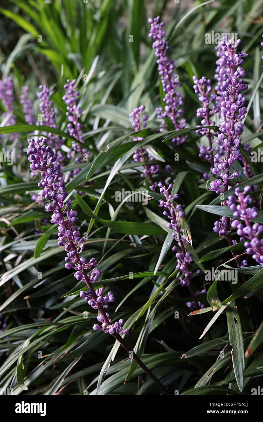 Liriope muscari ‘Moneymaker’ lilyturf Moneymaker dense clusters