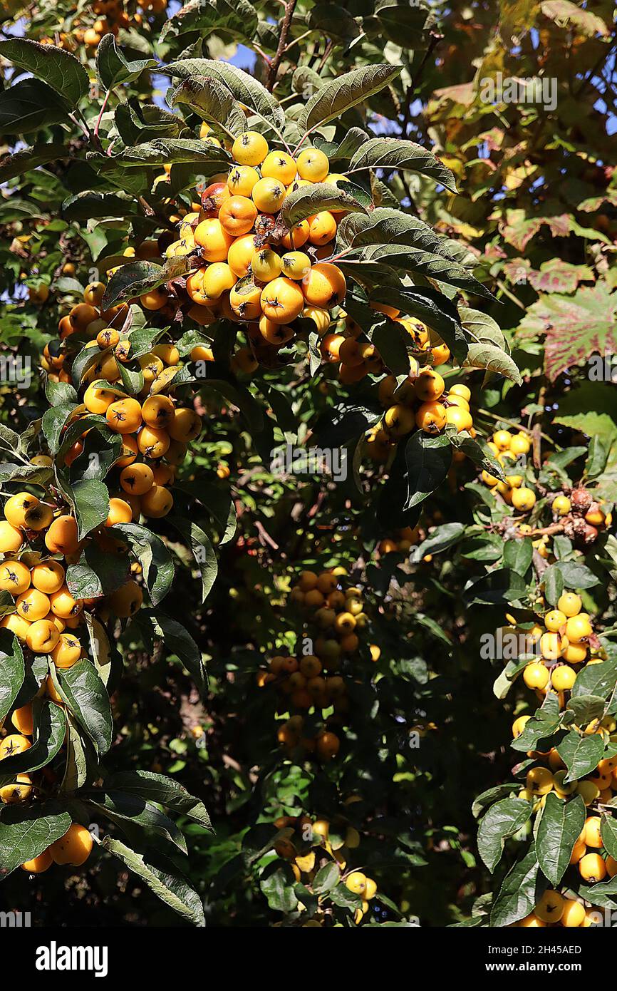 Malus x zumi ‘Golden Hornet’ crabapple Golden Hornet – dense clusters