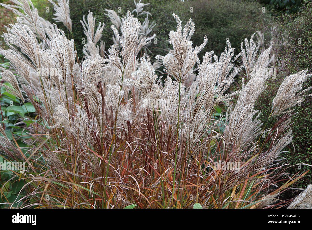 Miscanthus sinensis ‘Ferner Osten’ Chinese silver grass Ferner Osten – slender plumes of crimson and buff flowers on tall stems,  October, England, UK Stock Photo