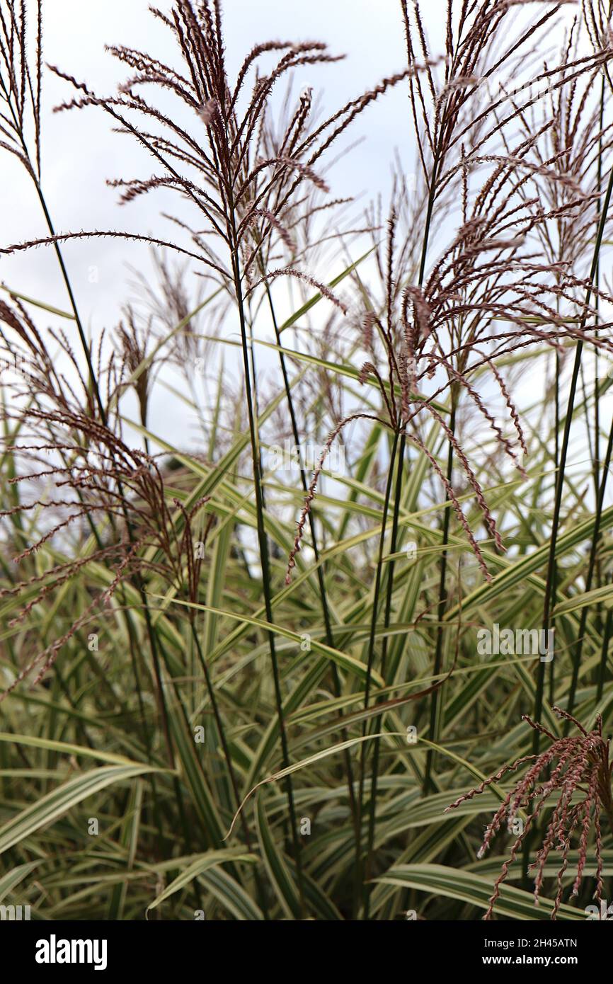 Miscanthus sinensis ‘Variegatus’ variegated / eulalia Chinese silver grass – purple flower panicles and arching variegated leaves on very tall stems, Stock Photo