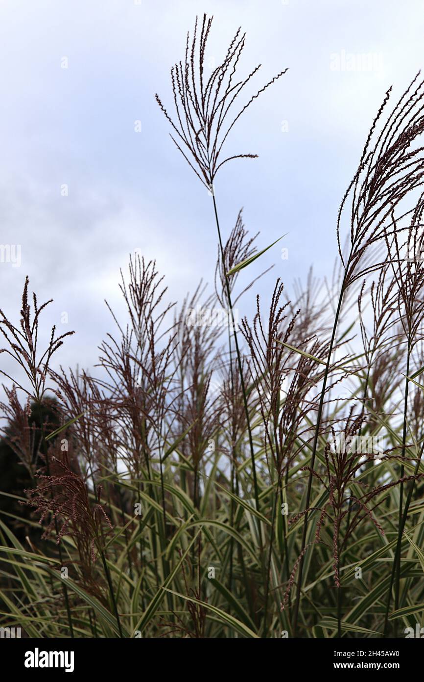 Miscanthus sinensis ‘Variegatus’ variegated / eulalia Chinese silver grass – purple flower panicles and arching variegated leaves on very tall stems, Stock Photo