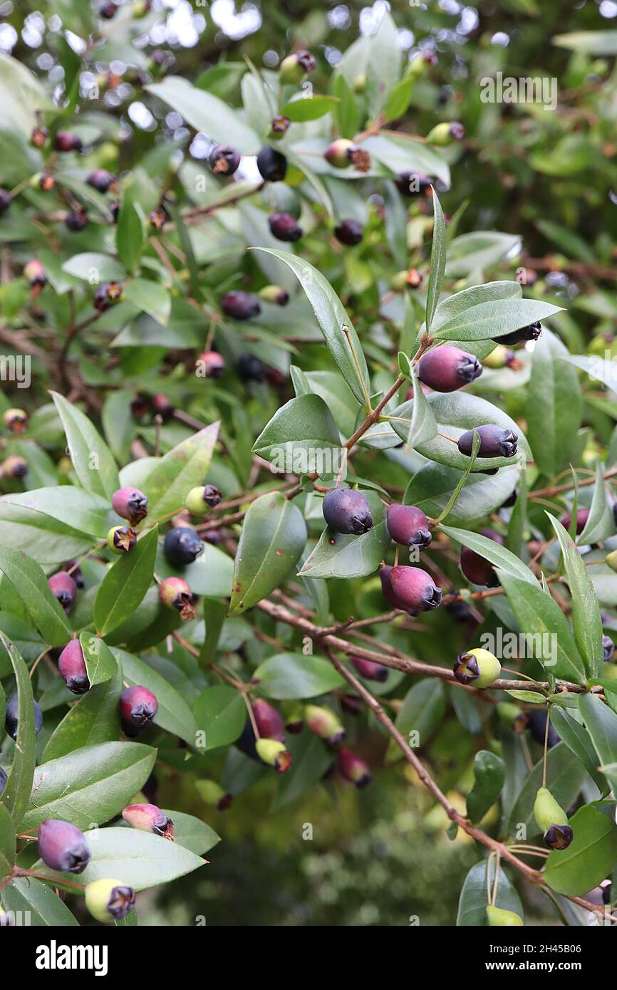 Myrtus communis common myrtle - deep purple berries and pointed ovate leaves,  October, England, UK Stock Photo