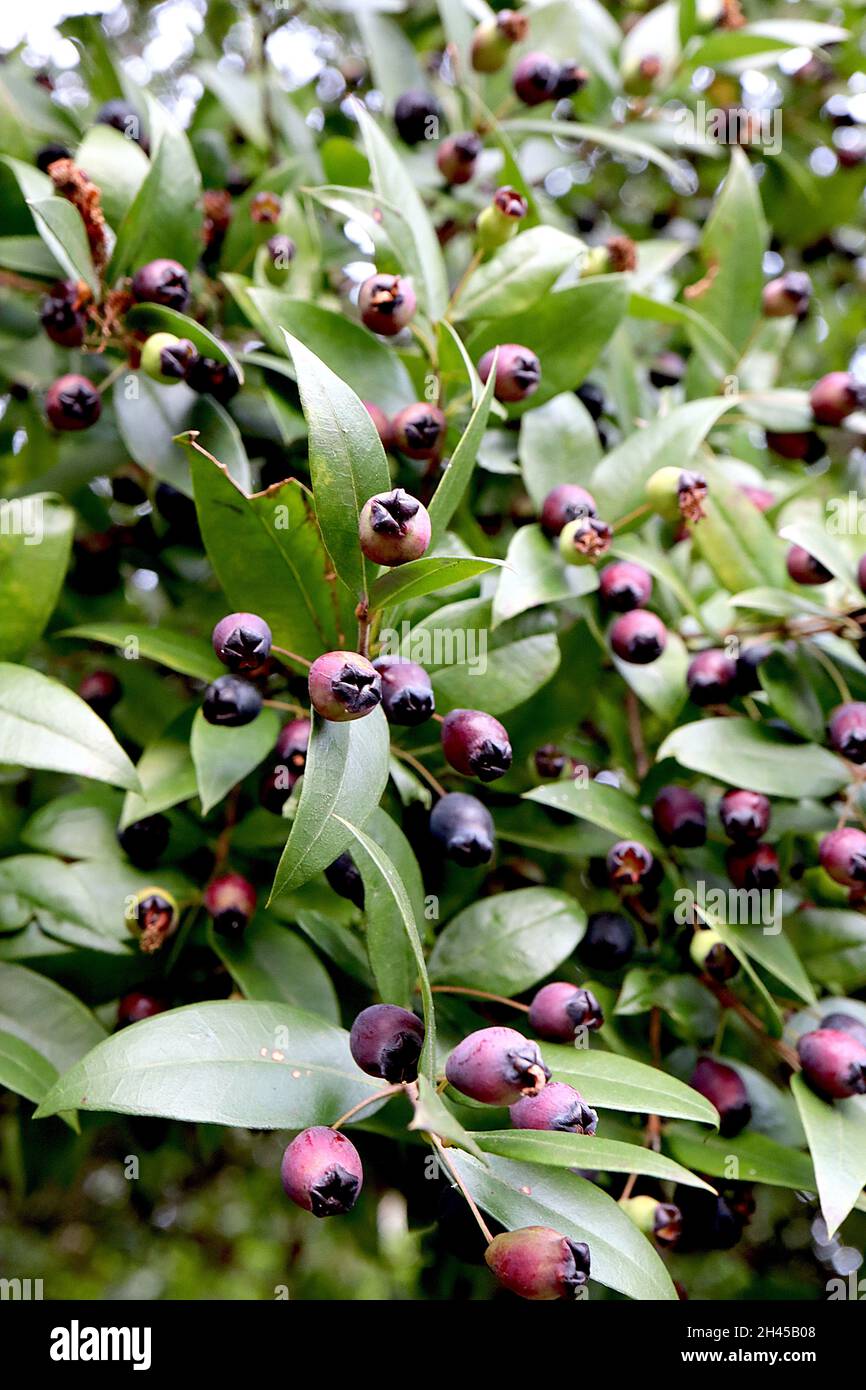 Myrtus communis common myrtle - deep purple berries and pointed ovate leaves,  October, England, UK Stock Photo