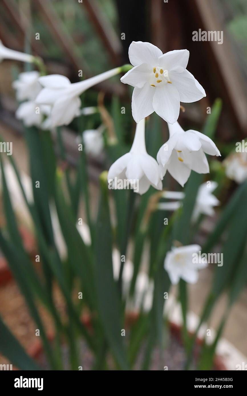 Narcissus broussonetii Division 13 Botanical name only umbels of white daffodils,   October, England, UK Stock Photo