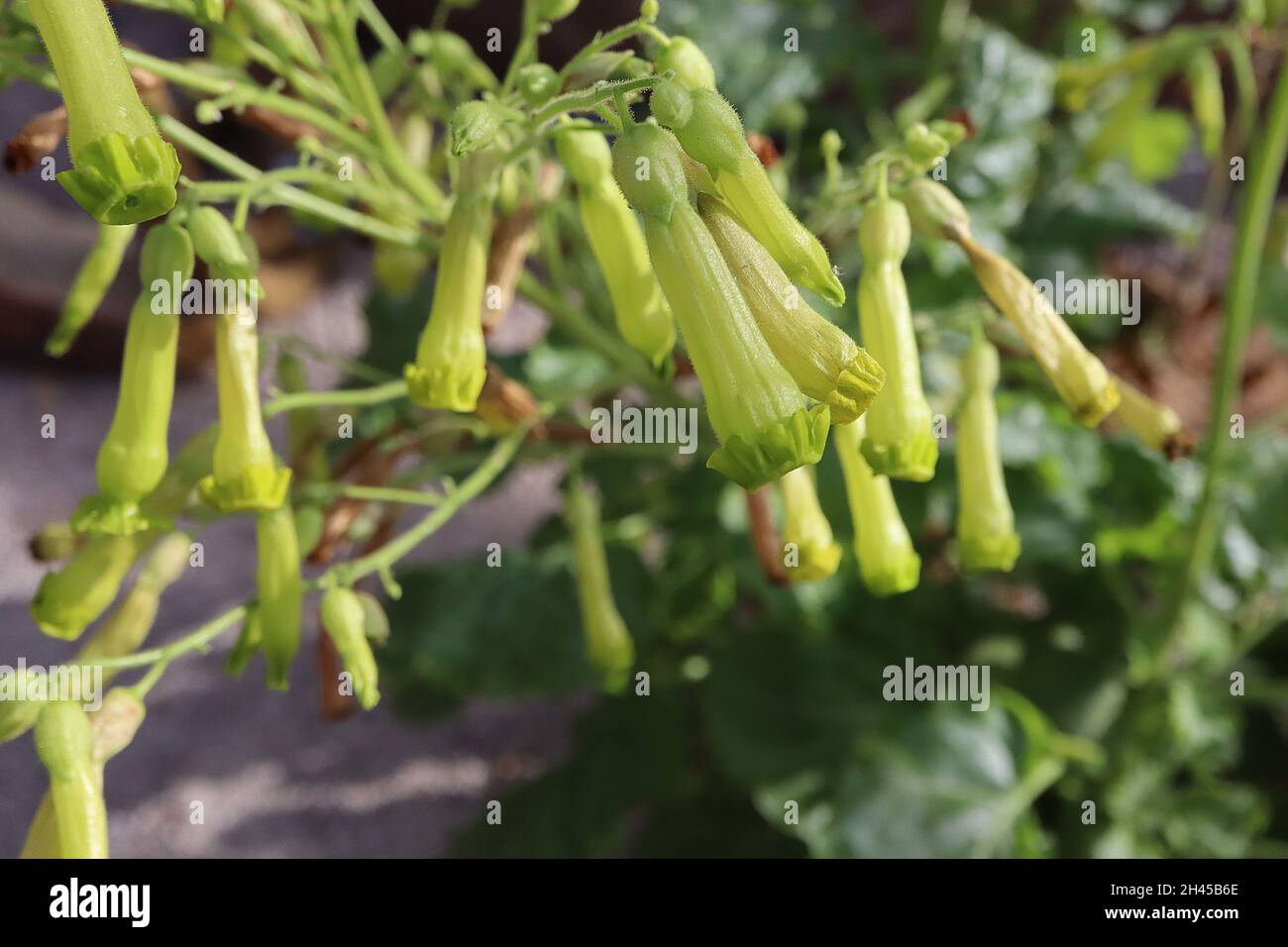 Nicotiana solanifolia Lime green tubular flowers with reflexed and frilled petal lobes,  October, England, UK Stock Photo