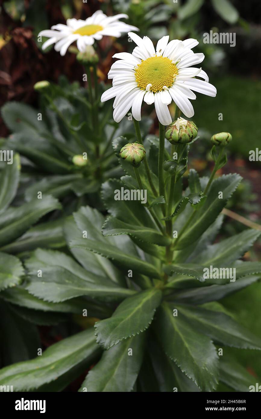 Nipponanthemum / Chrysanthemum nipponicum Nippon daisy white daisylike flowers on long stalks