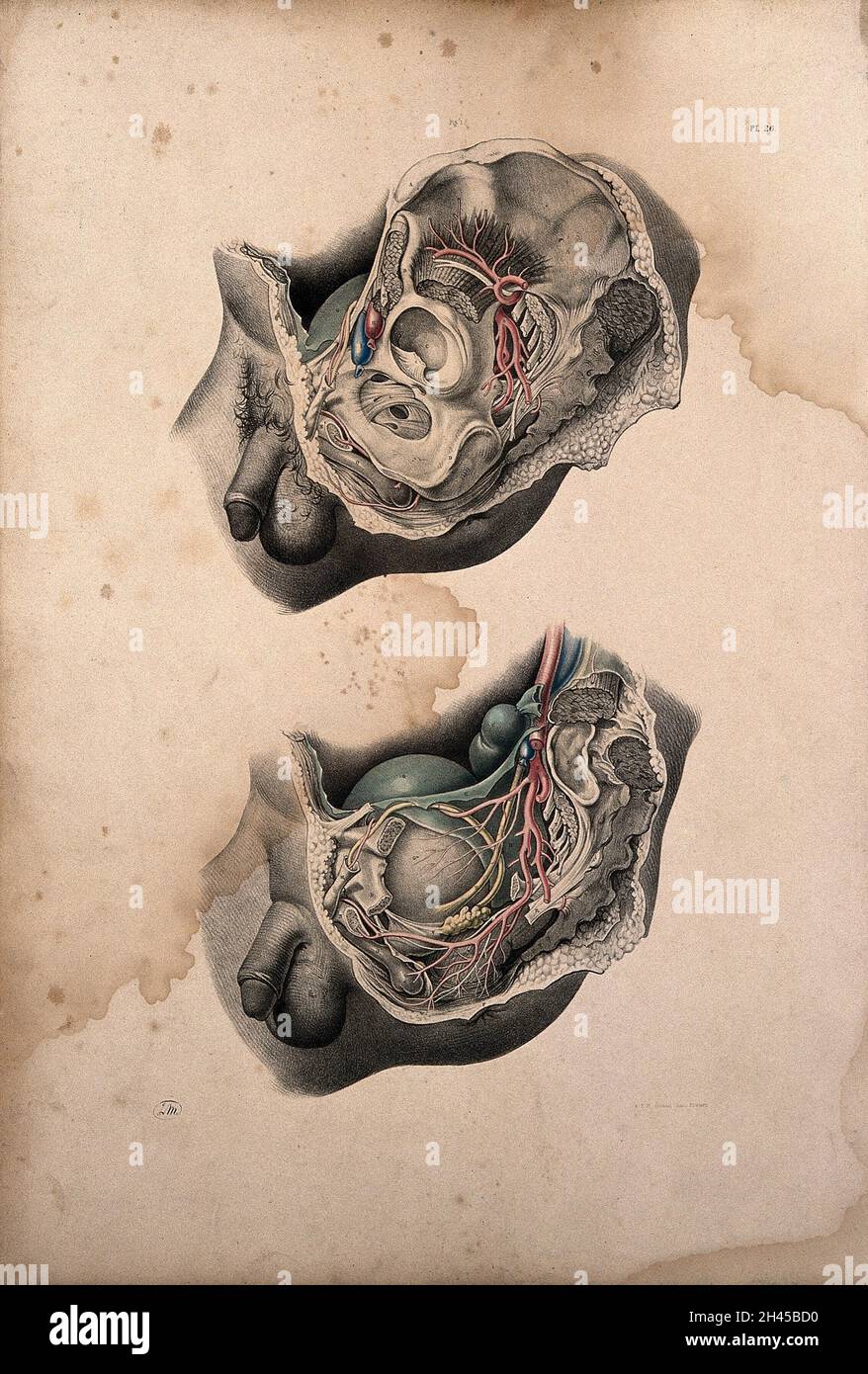 Dissection of the pelvic organs of a man. Coloured lithograph by J. Maclise, 1851. Stock Photo