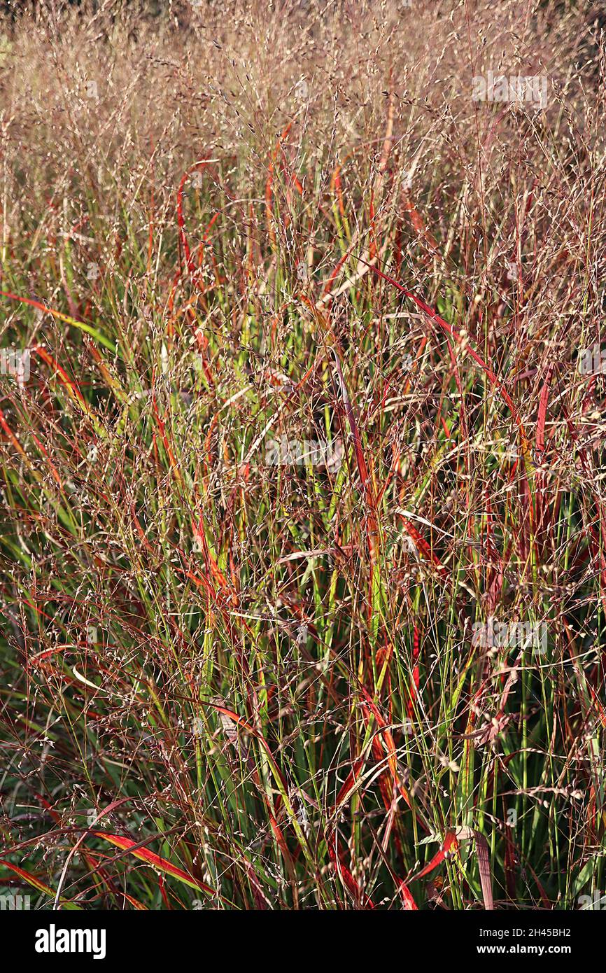 Panicum virgatum ‘Shenandoah’ Shenandoah switch grass – narrow panicles of buff and purple flower spikelets, light green and red narrow leaves,  UK Stock Photo