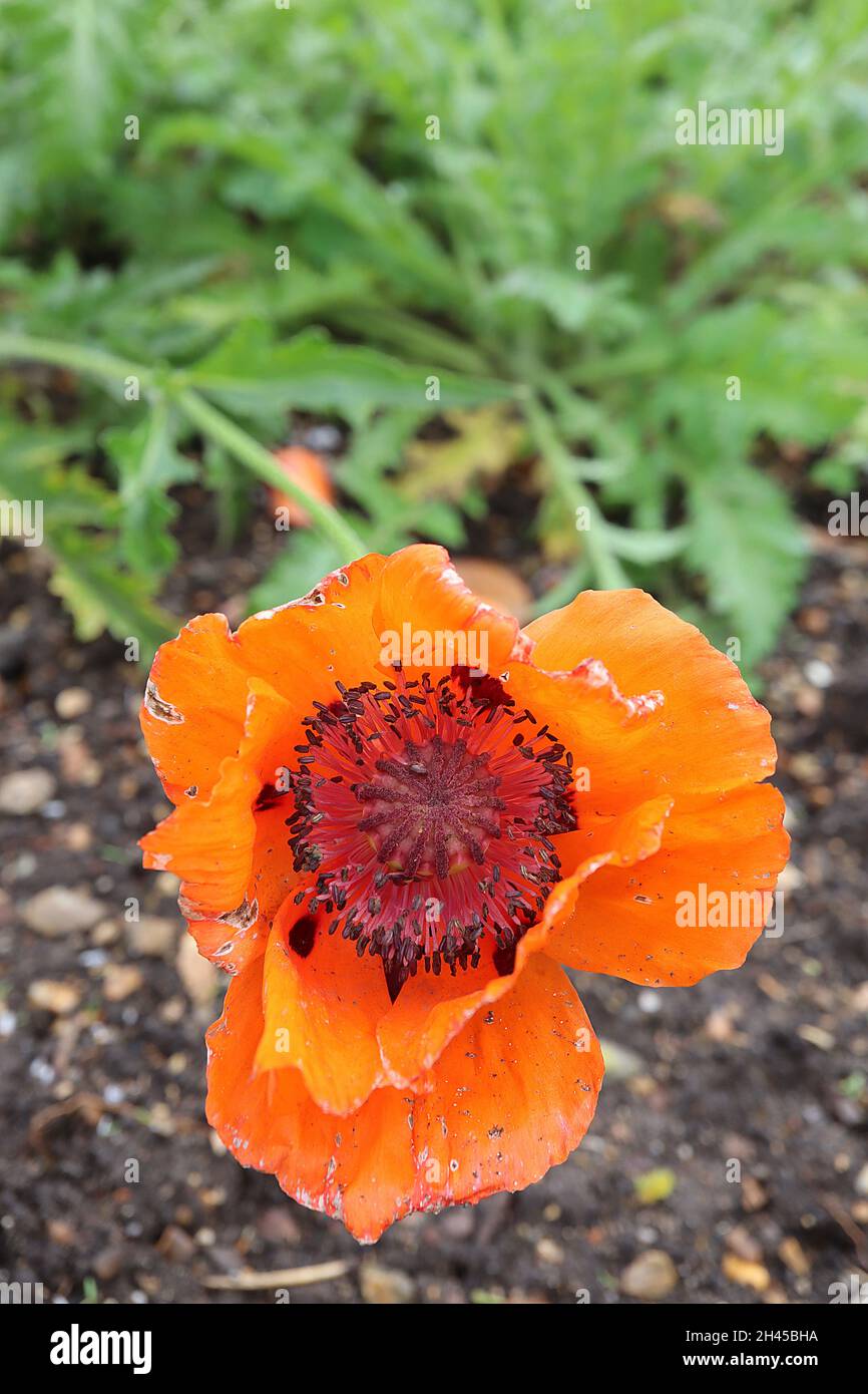 Papaver dubium long-headed poppy – large orange flowers with black markings, deeply lobed leaves and long stems,  October, England, UK Stock Photo