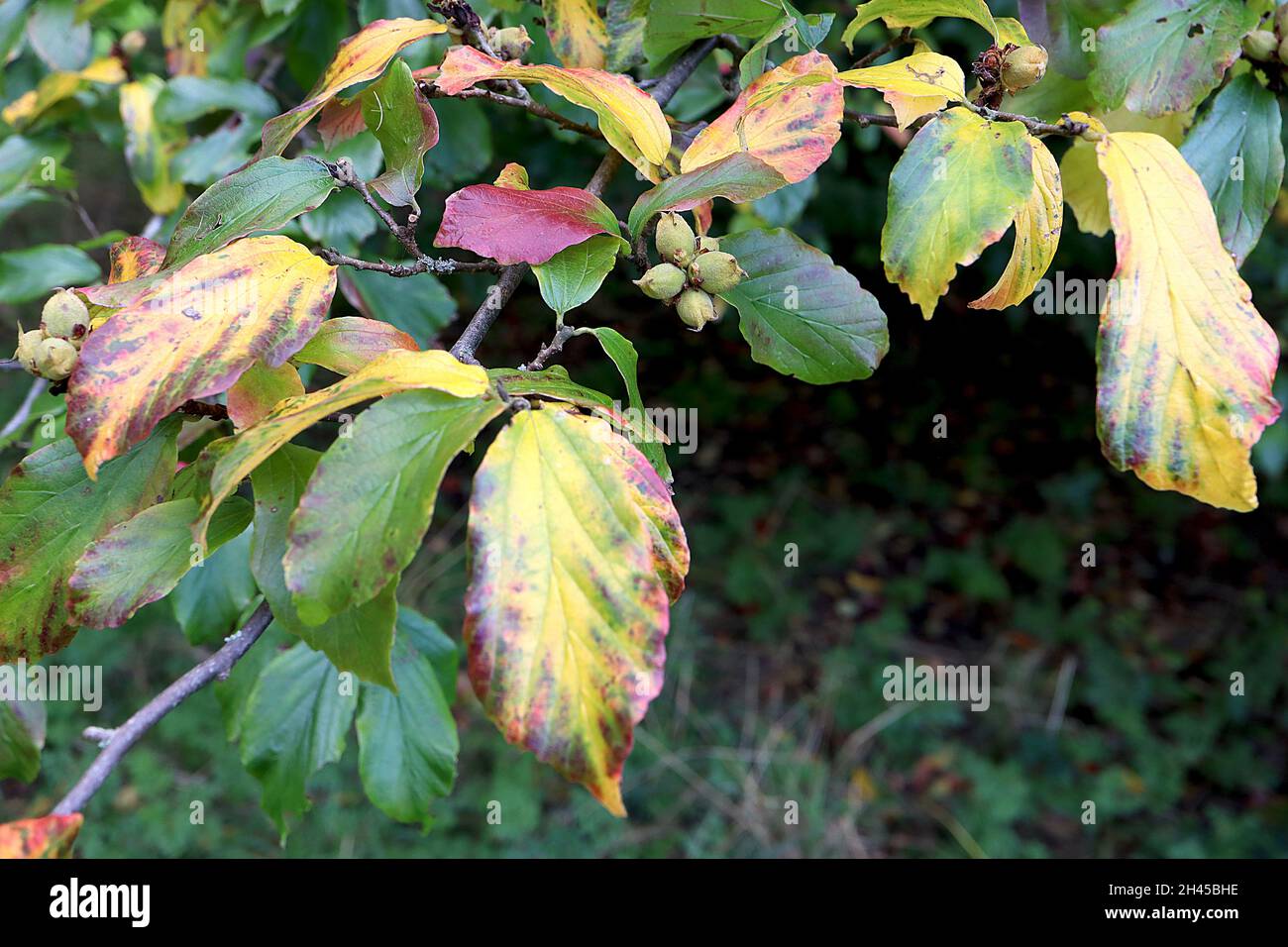 Mottled leaves hi-res stock photography and images - Alamy