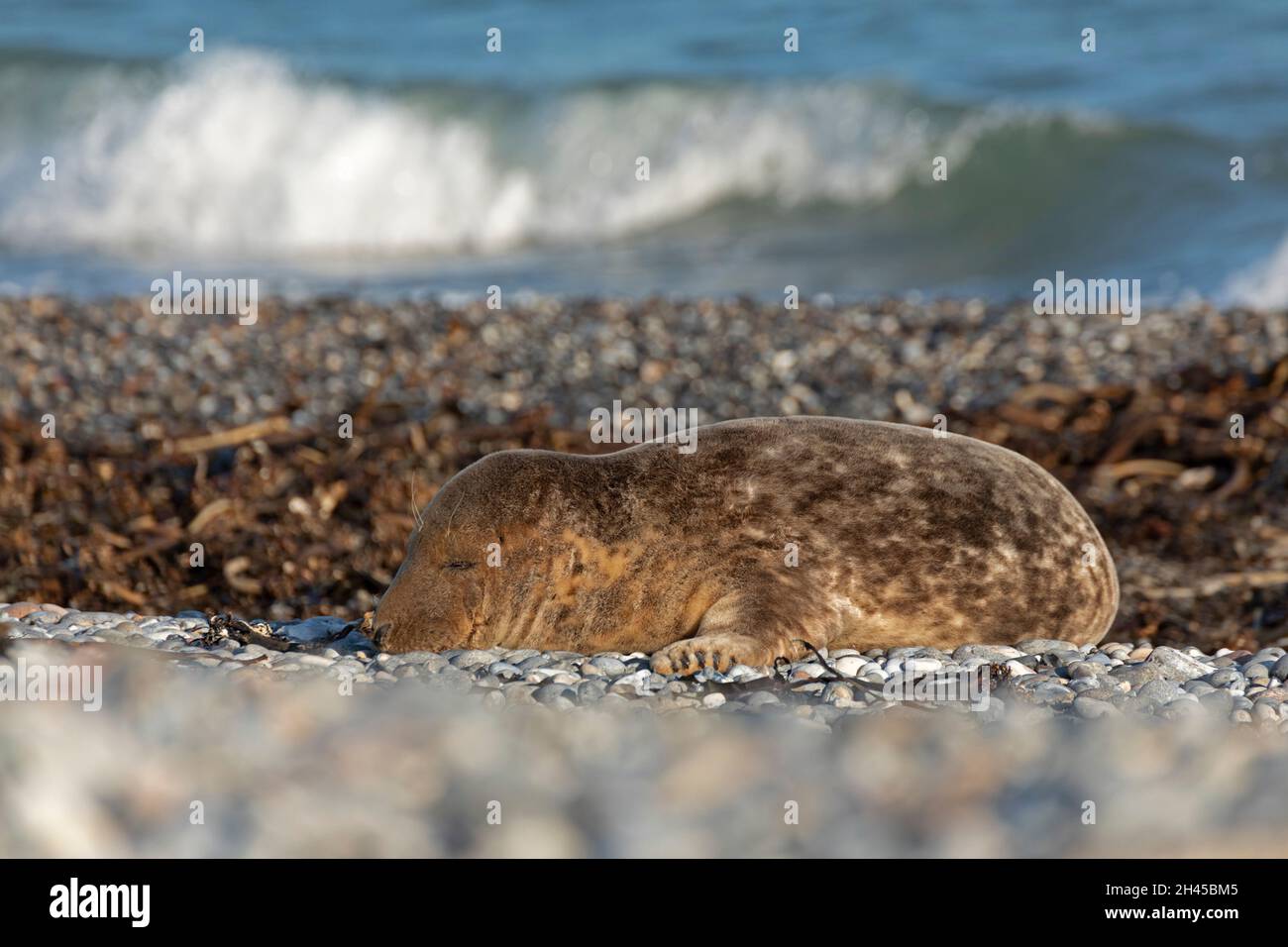 Sleeping gray seal pup (Halichoerus grypus), Düne, Heligoland Island, Schleswig-Holstein, Germany Stock Photo