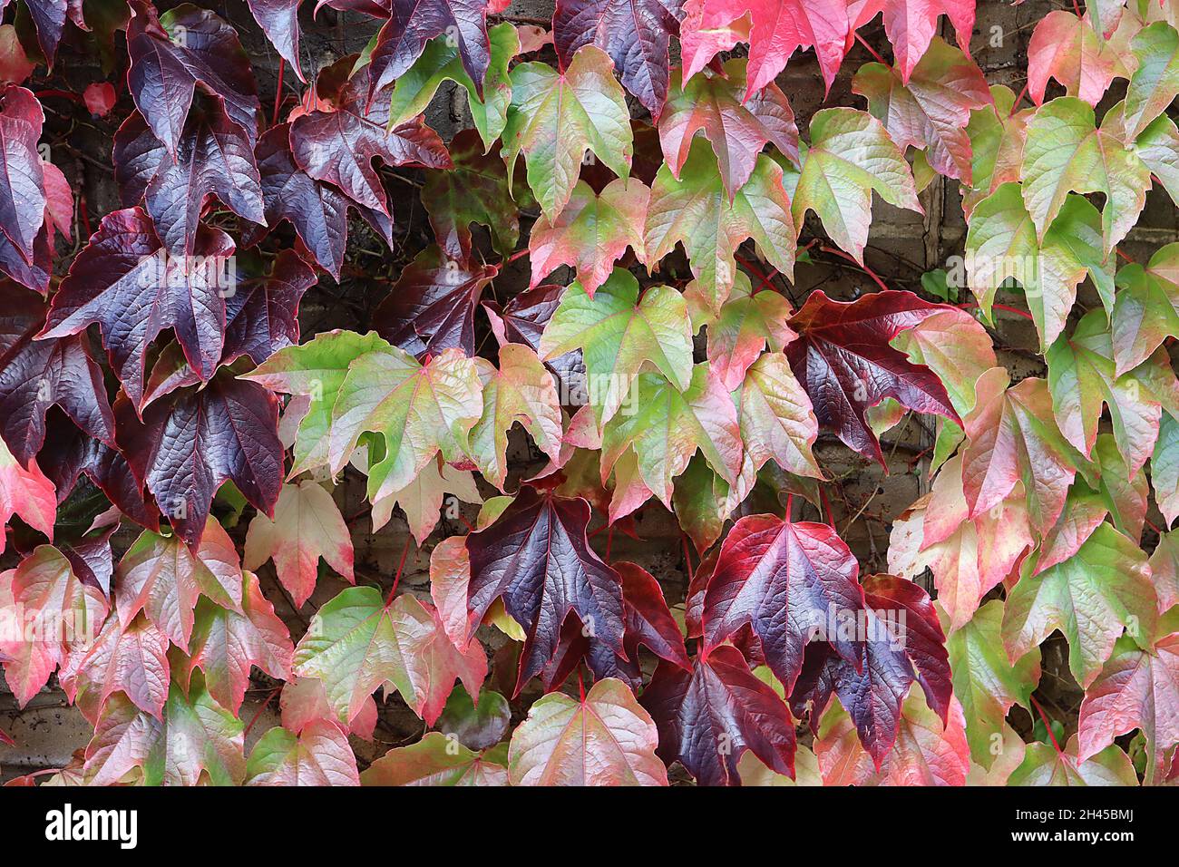 Parthenocissus tricuspidata Boston ivy – large three-lobed burgundy, purple, coral red and pale green leaves, October, England, UK Stock Photo