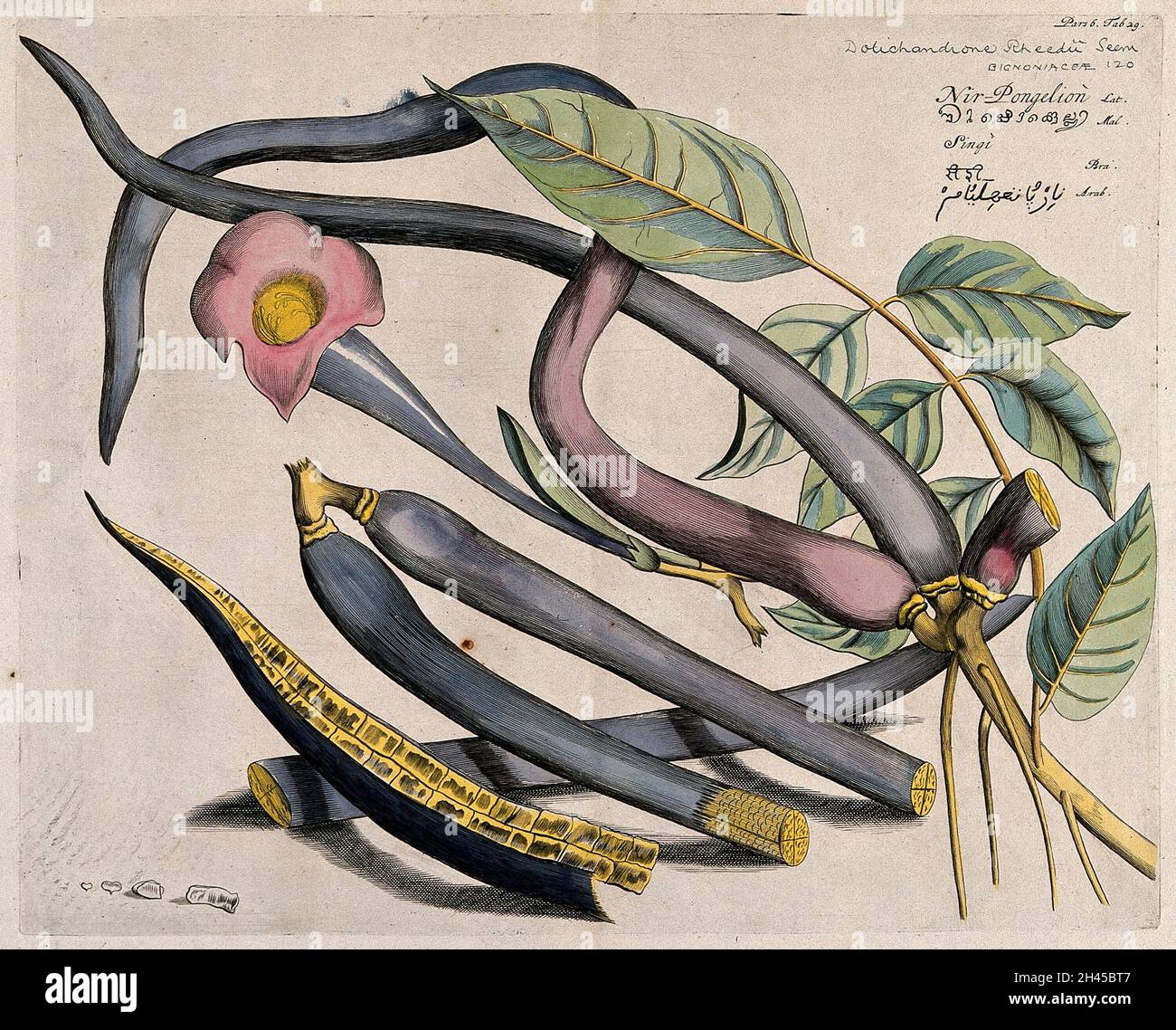 Cittwodi, Hawar or Manchingi (Dolichandrone falcata Seem.): branch with flower and pods, and separate sectioned pods and seeds. Coloured line engraving. Stock Photo