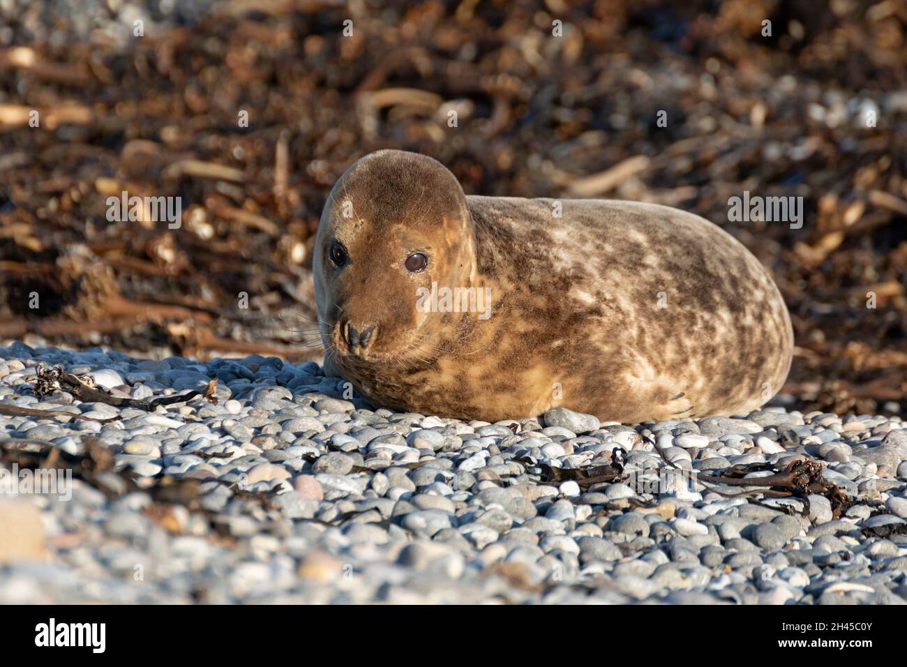 gray seal pup (Halichoerus grypus), Düne, Heligoland Island, Schleswig-Holstein, Germany Stock Photo