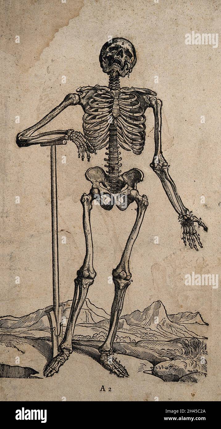 A standing skeleton, seen from the front, resting the bones of his ...