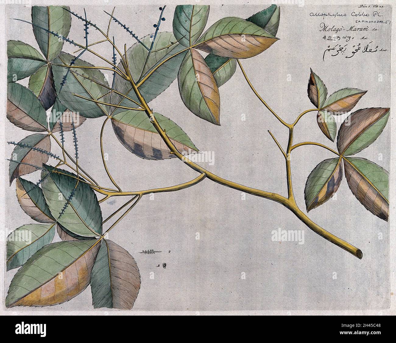 Allophylus cobbe (L.) Räusch.: branch with flowers and fruit and separate flowers, sectioned fruit and seed. Coloured line engraving. Stock Photo