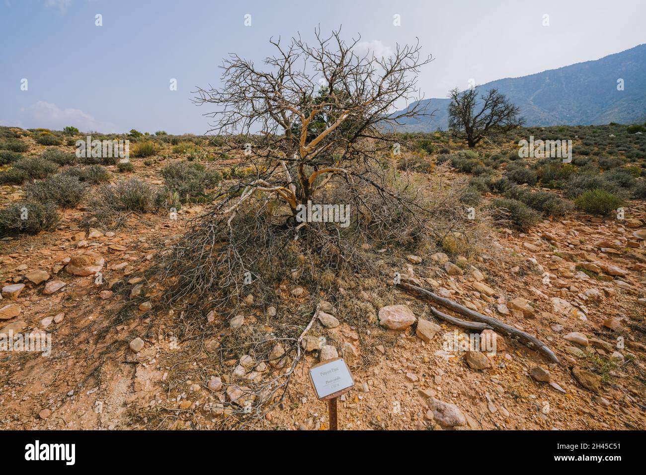 Dry Pinyon pine (Pinus edulis) in the middle of desert in Arizona Stock