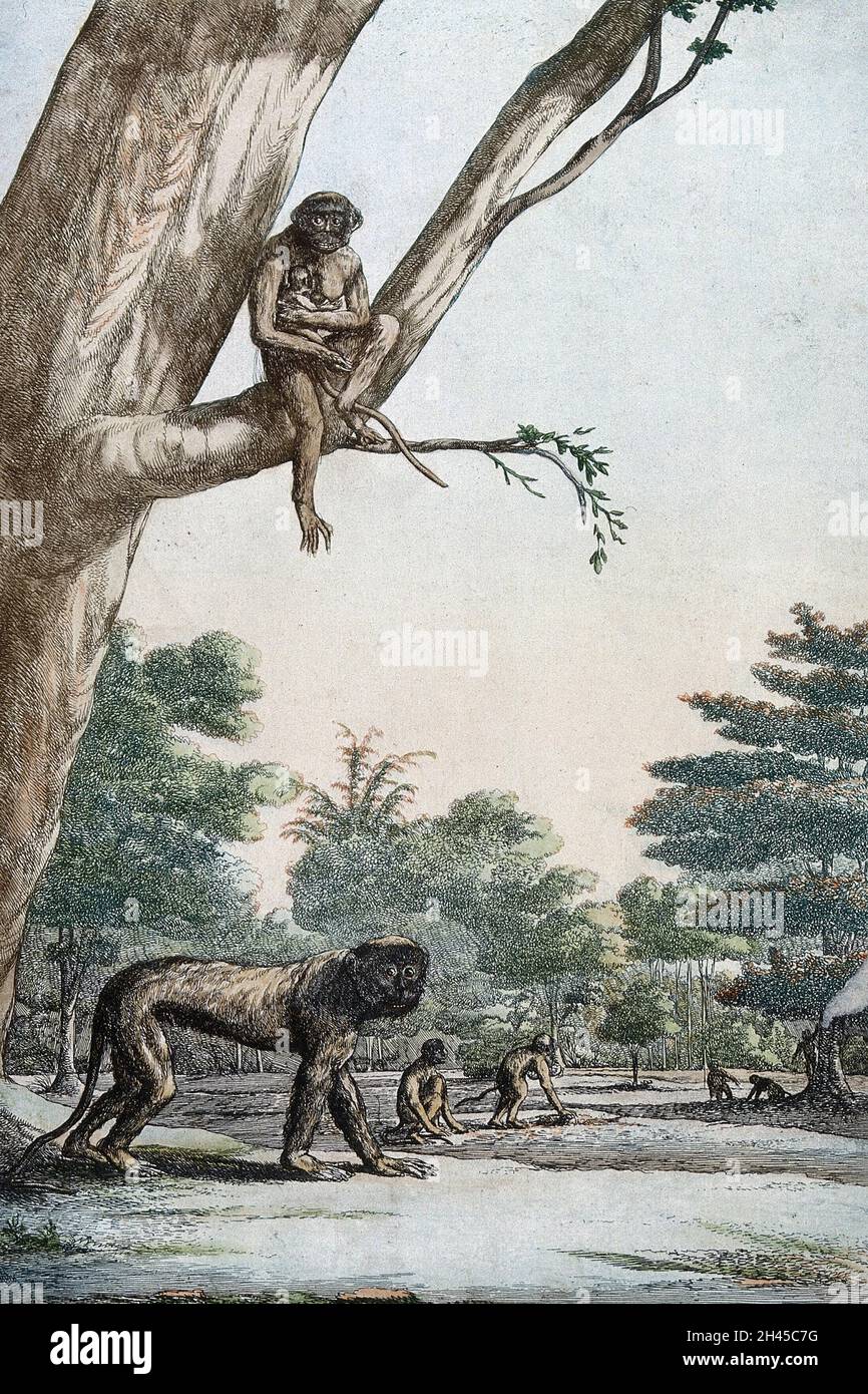 A group of Bengali guenons in a forest. Coloured etching Stock Photo