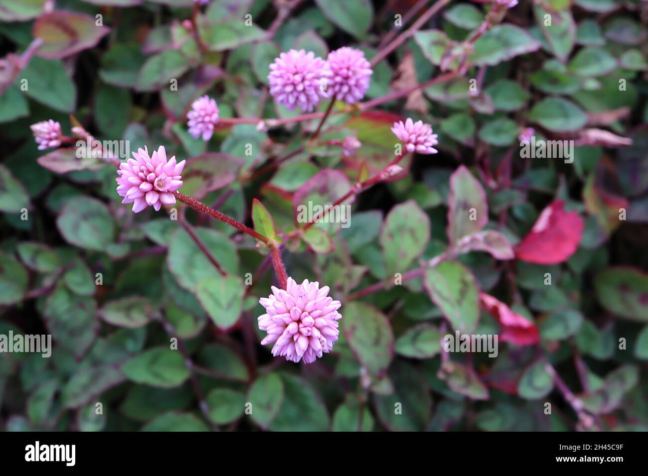 Persicaria capitata pink-headed persicaria – light pink spiky spherical flowers and small mid green ovate leaves with red chevron,  October, England, Stock Photo